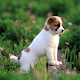 Download 5D Cute Puppies Live Wallpaper For PC Windows and Mac 1.0