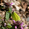 Common Brimstone