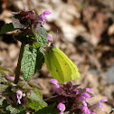 Common Brimstone