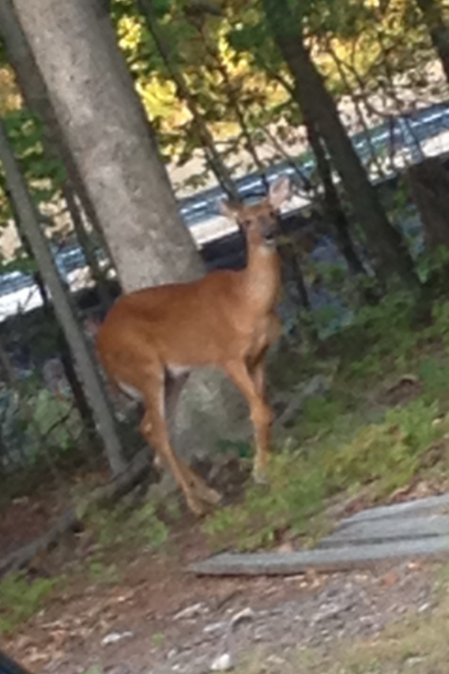 White-tailed Deer