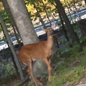 White-tailed Deer