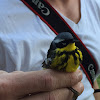 Magnolia Warbler