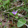 Polygala paucifolia