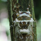 Sugar icing fungus