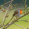 Item logo image for BIRD 4 Theme