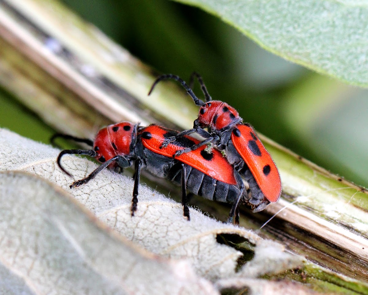 Red Milkweed Beetles