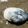 Soft-shell Clam