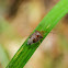 Pentatomidae 蝽