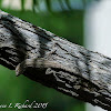 Ornate tree lizard