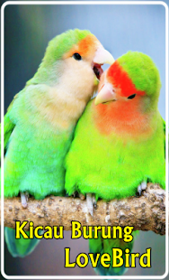 How to download Kicau Burung LoveBird 1.0 apk for bluestacks