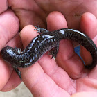 Western Slimy Salamander