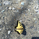 Eastern tiger swallowtail