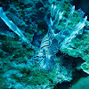 Lionfish