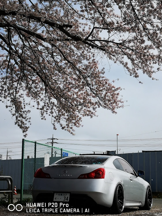 スカイラインクーペのSkyline・フルスモ・桜とコラボ🌸に関するカスタム事例の投稿画像2枚目