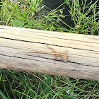 Anolis Sagrei (Brown Anole)