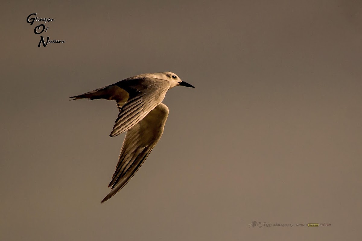 WHISKERED TERN