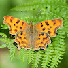 Comma