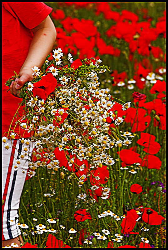 primavera di barbelfo