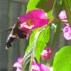 Hummingbird moth