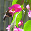 Hummingbird moth