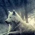 Wolf Wallpapers1.1.8.19