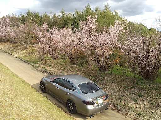 フーガ Ky51の奈良県橿原市 花言葉は 純潔 淡泊 精神美 啓翁桜 春を告げる桜 3月日 日 に関するカスタム メンテナンスの投稿画像 車のカスタム情報はcartune