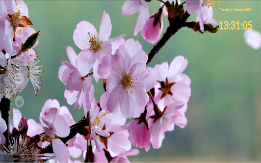 Sakura Harmony