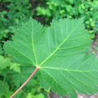 Rocky-mountain Maple