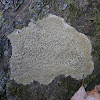 Smoky-eye Boulder Lichen