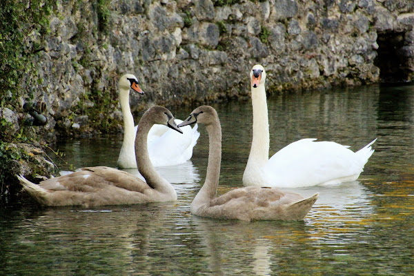 Armonia ed equilibrio in natura di dino pas