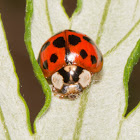 Asian lady beetle