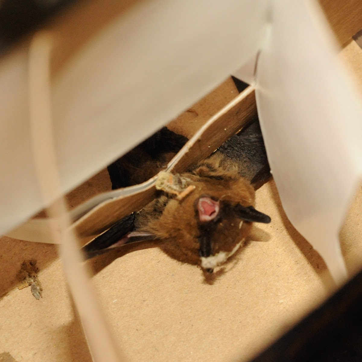 California myotis bat