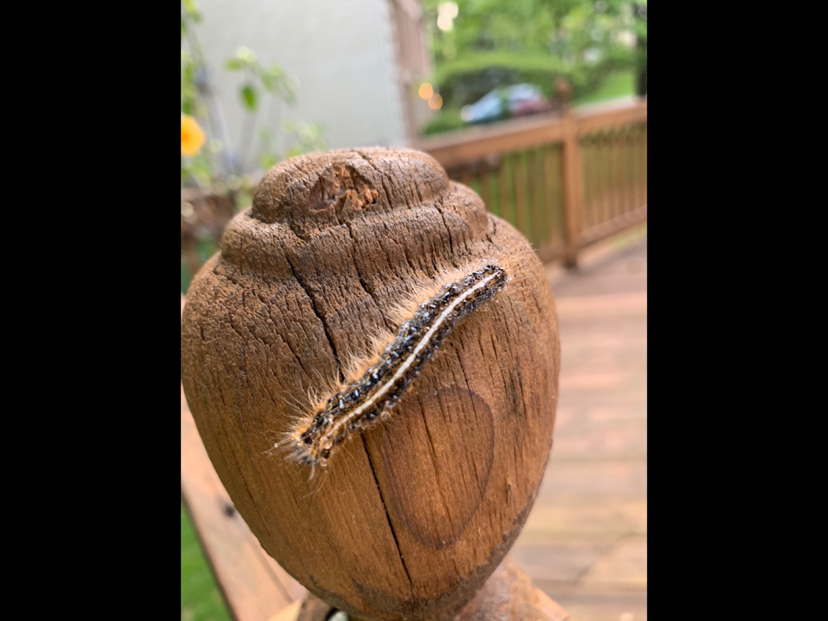 Eastern Tent Caterpillar