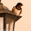 Barn Swallow; Golondrina Común