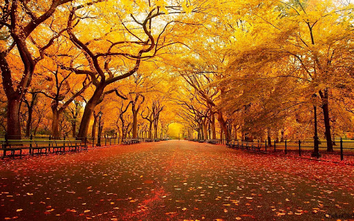 Autumn Live Wallpaper HD