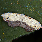 Geometrid moth