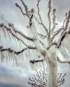 Magali Chesnel's photo came first place in the Trees category.