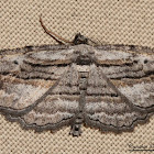 Geometrid Moth