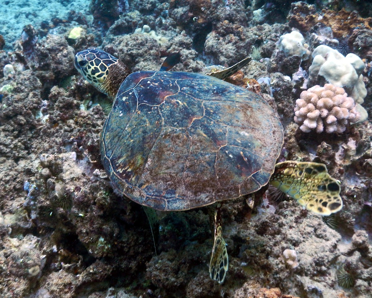 Green Sea Turtle