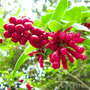 Red Cestrum