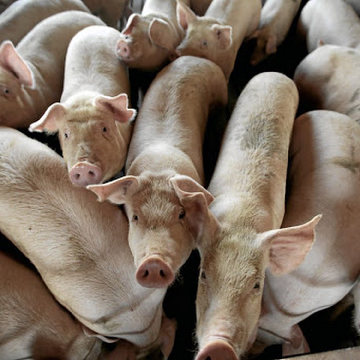 New Swine Flu, G4, Having Pandemic Potential Discovered in China