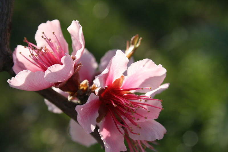 Pesco in fiore di alessiia