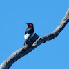 Red-Headed Woodpecker