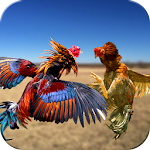 Cover Image of Download Farm Deadly Rooster Fighting 1.0 APK