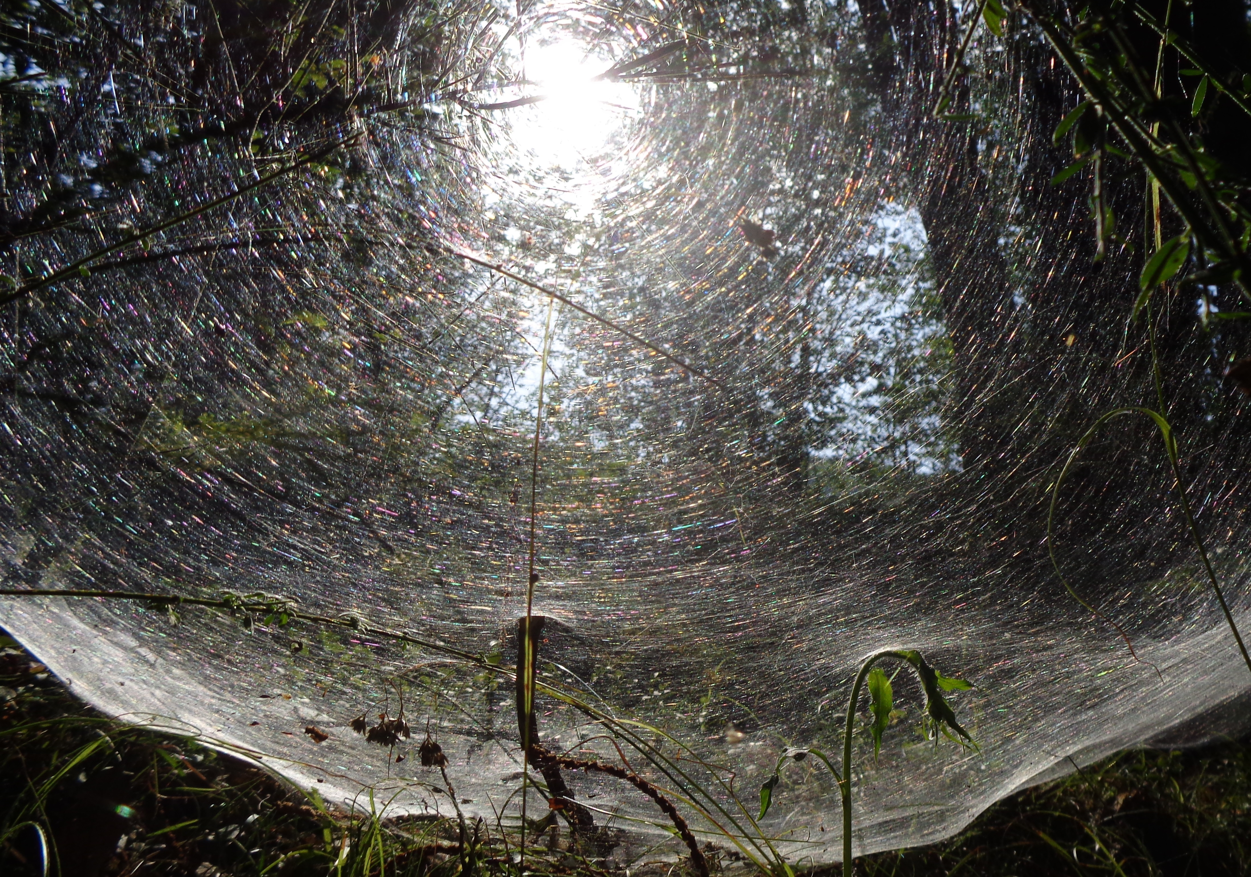 Un bosco magico... di FLORANS