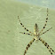 Black and Yellow Argiope spider