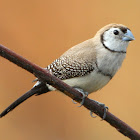 Double-barred Finch