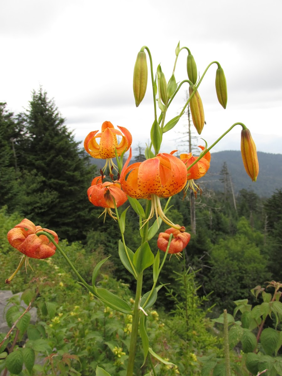 Turk's Cap Lily