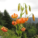 Turk's Cap Lily