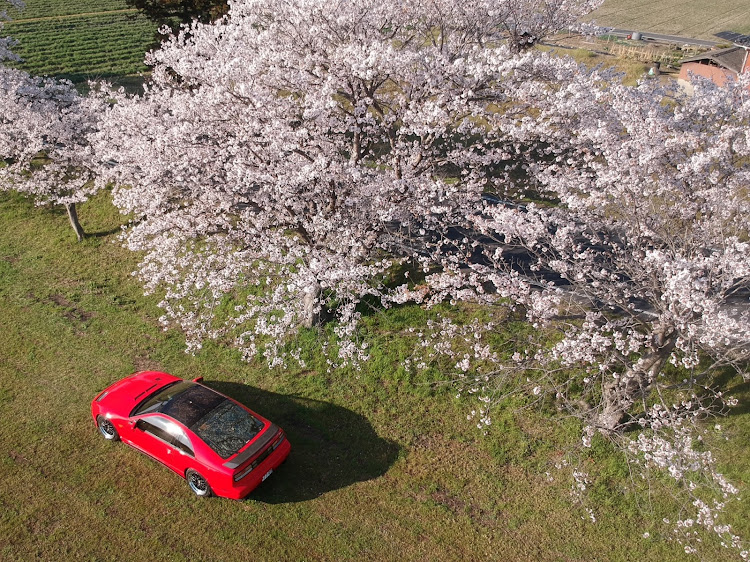 フェアレディZのフェアレディZ Z32・z32・300zx・桜とコラボ🌸・サクラと愛車に関するカスタム事例の投稿画像1枚目